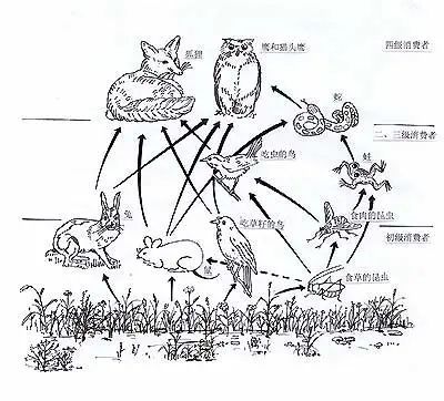 生態系統的組成成分:非生物的物質和能量,生產者,消費者,分解者