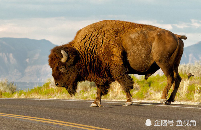 美洲野牛 曾统治北美地区 却被从7000万头屠杀到只剩325头 腾讯新闻