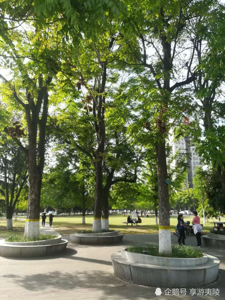 栾树宜昌市树之一还有一个是啥子树您知道吗