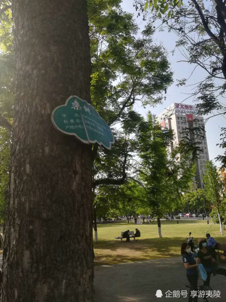 栾树宜昌市树之一还有一个是啥子树您知道吗