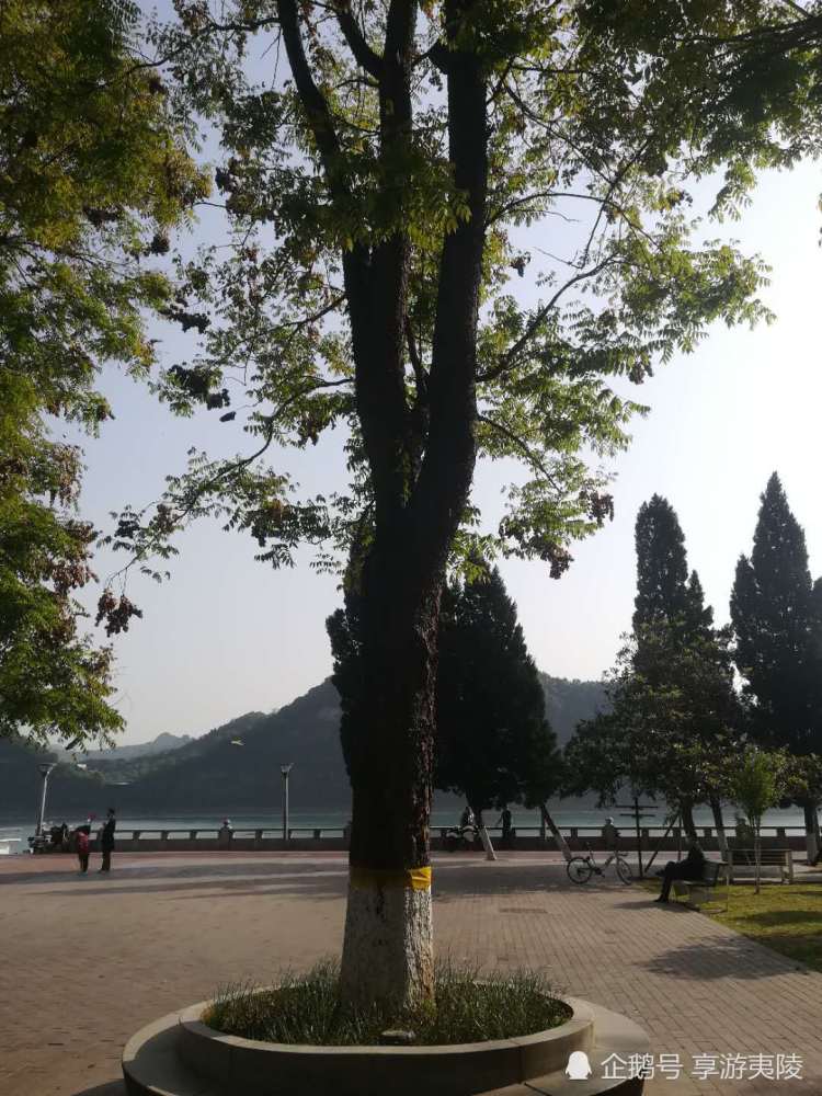 栾树宜昌市树之一还有一个是啥子树您知道吗