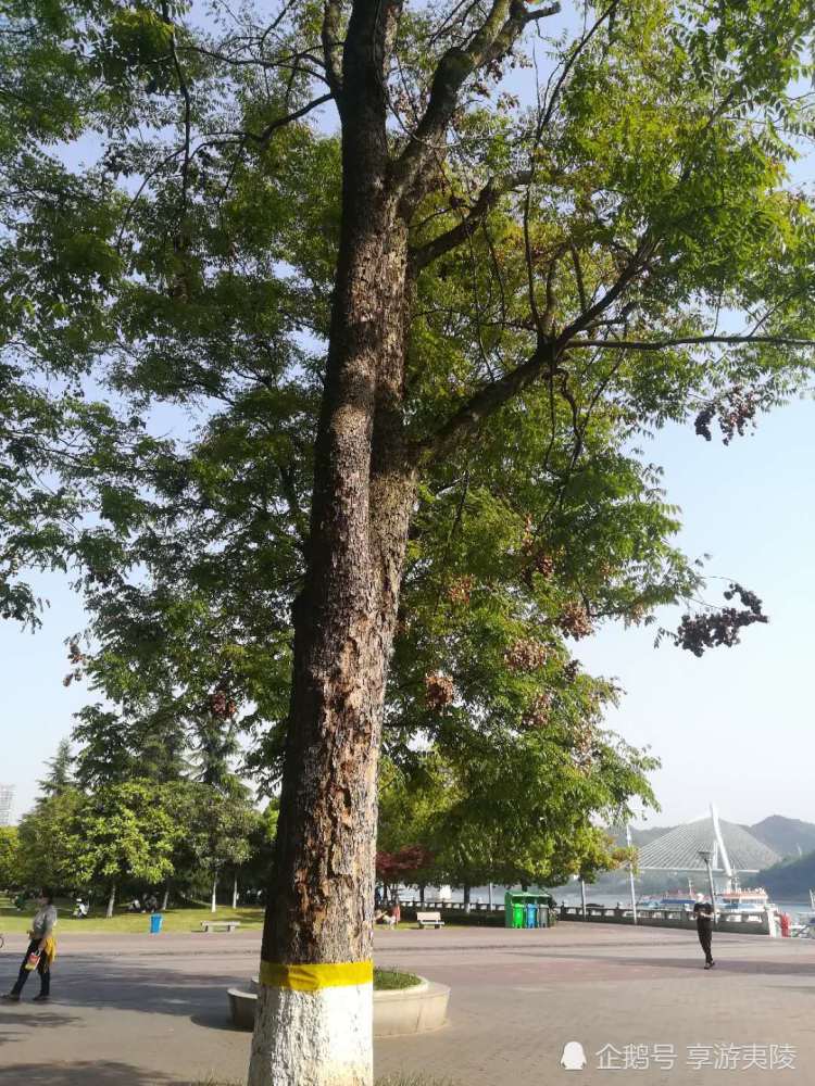 栾树宜昌市树之一还有一个是啥子树您知道吗