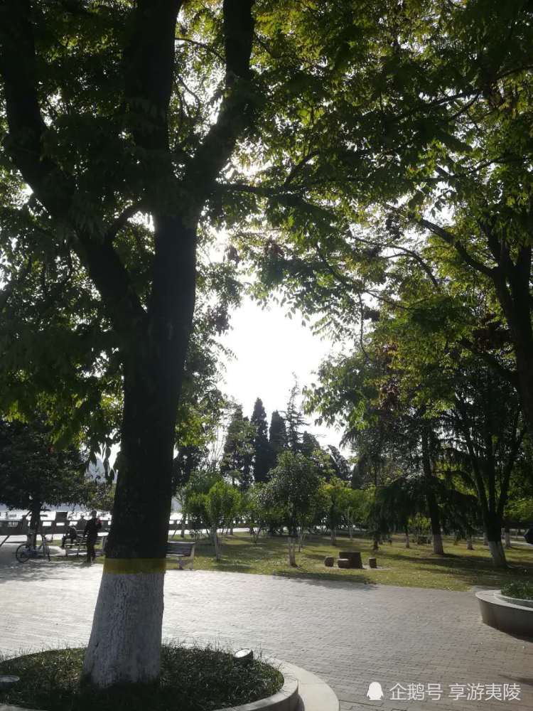 栾树宜昌市树之一还有一个是啥子树您知道吗