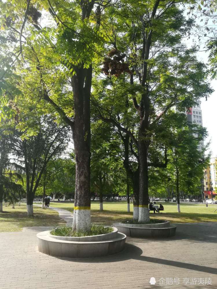 栾树宜昌市树之一还有一个是啥子树您知道吗