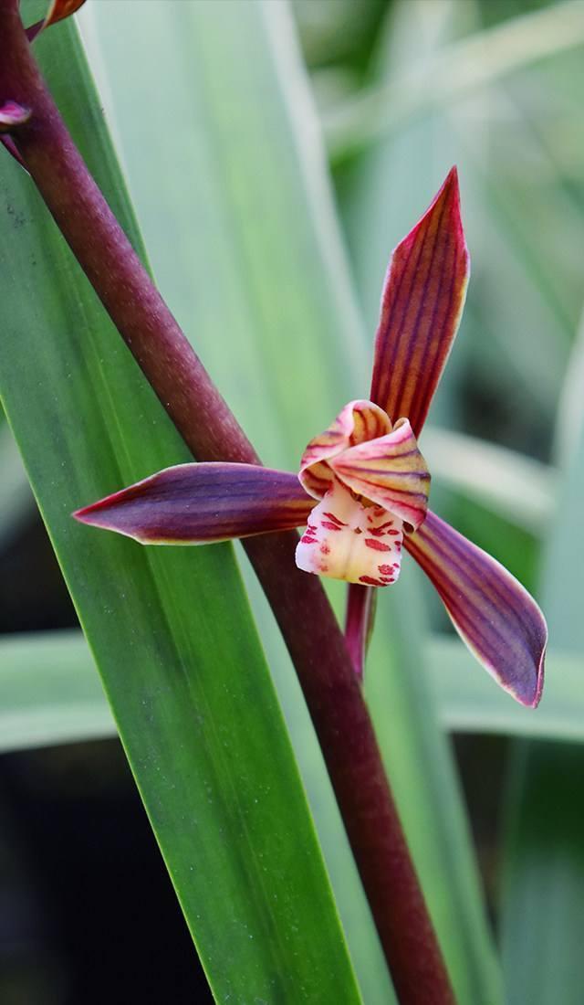 墨兰是兰花中高贵的品种,养好了能长到一米多,开花美艳颜值高