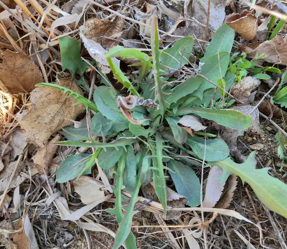 一样是苦菜大叶和小叶有何区别知道以后别再乱买了