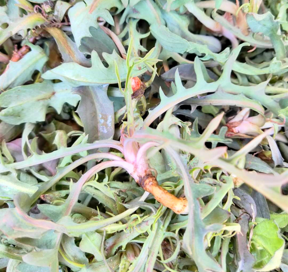 一样是苦菜大叶和小叶有何区别知道以后别再乱买了