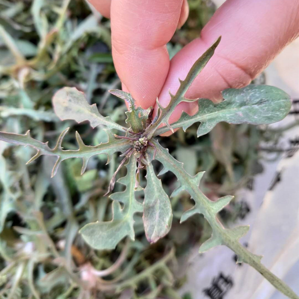 蒲公英和苦菜的区别