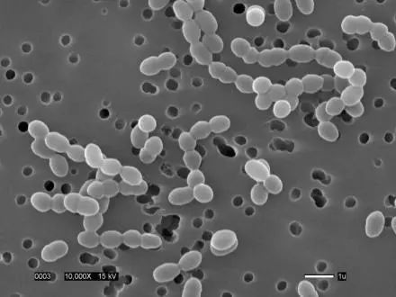 有类似炸蝉蛹的明串珠菌属;乳酸菌是很多类细菌的统称,单单从外型上