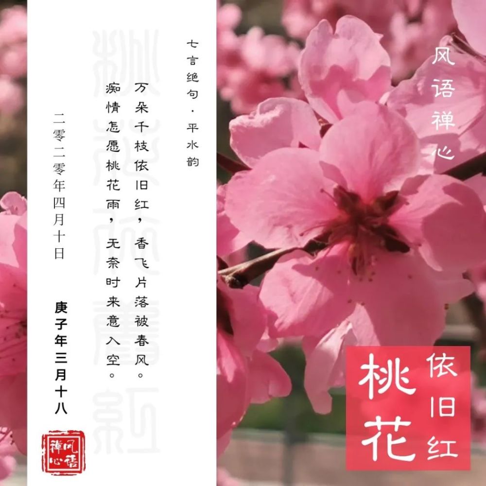 赏花需应时 有花堪折直须折 莫待无花空折枝 腾讯新闻