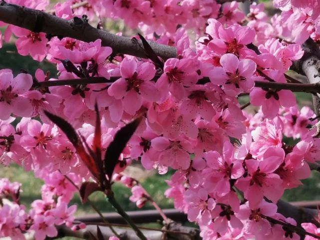 赏花需应时 有花堪折直须折 莫待无花空折枝 桃花