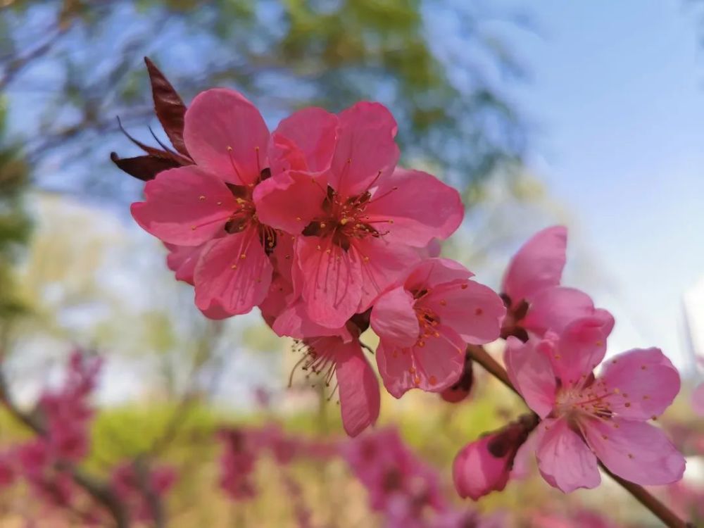 赏花需应时 有花堪折直须折 莫待无花空折枝 腾讯新闻