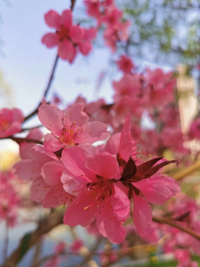 赏花需应时 有花堪折直须折 莫待无花空折枝 桃花
