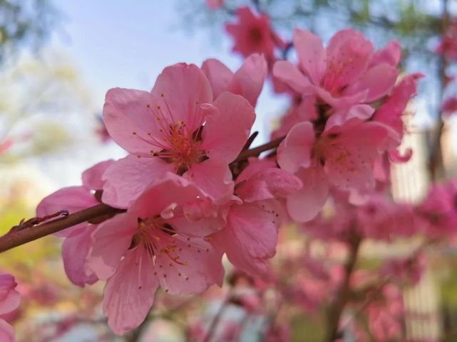 赏花需应时 有花堪折直须折 莫待无花空折枝 桃花
