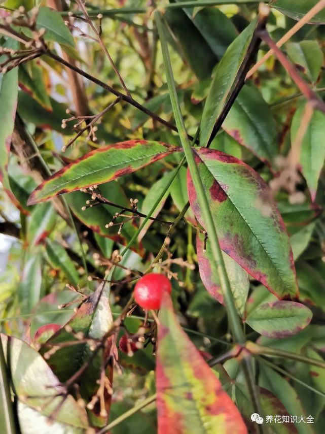 这7种有毒花 野外游玩时千万要躲着走 更别在家里养了 夹竹桃 断肠草 南天竹 曼陀罗 蘑菇 彼岸花