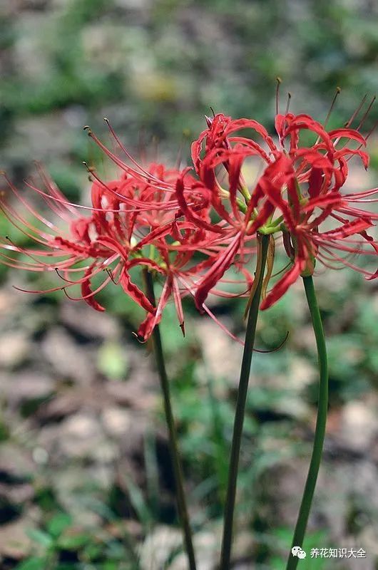 这7种有毒花野外游玩时千万要躲着走更别在家里养了