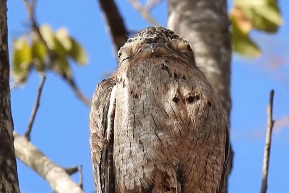 它是自然界的木头鸟一出生就伪装成木头一装就一辈子