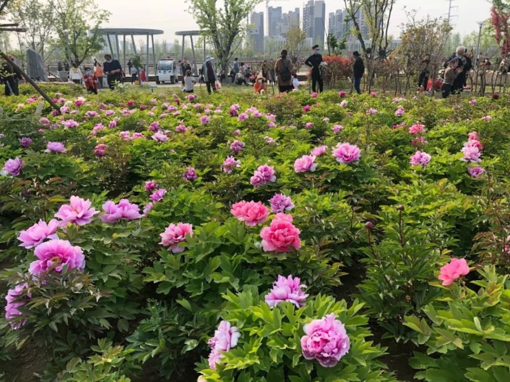 漯河牡丹园,日均游客量1.2万人以上!