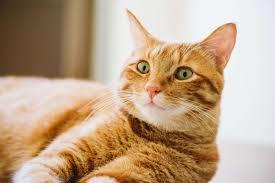 6个被科学证明的养猫好处 你知道几个 腾讯新闻