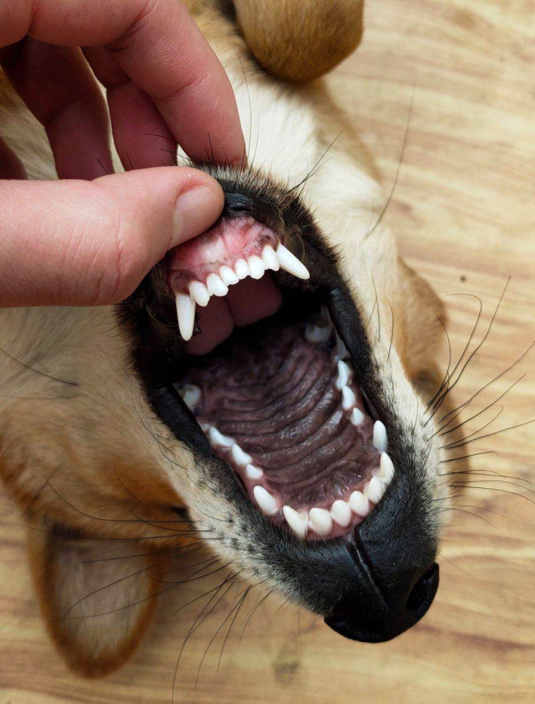 笑掉智齿的神回复