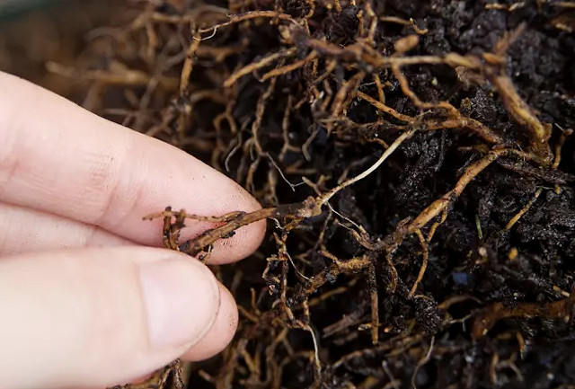 根腐病|花生软腐烂根病怎么用药？黄叶死苗如何预防？根腐病处理方法！