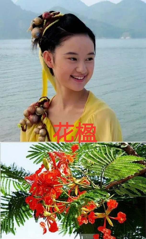 仙三主演都是草药名,徐长卿能解蛇毒,紫萱治失眠,雪见伏笔太深