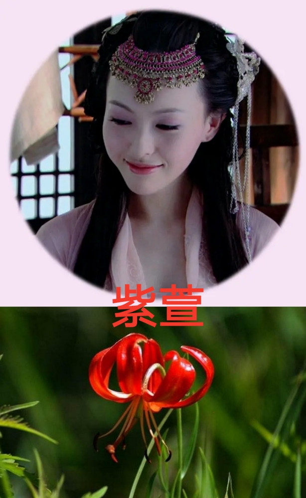 仙三主演都是草药名,徐长卿能解蛇毒,紫萱治失眠,雪见伏笔太深