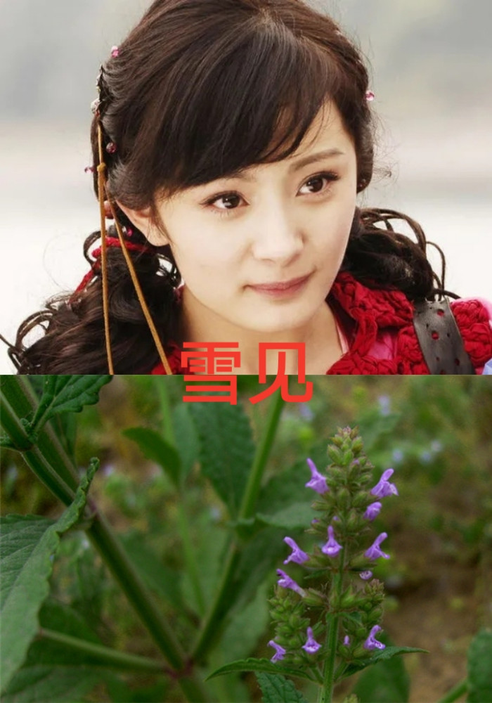 雪见—景天的恋人,夕瑶的执念;别名雪见草,雪里清,猪婆草(景天对
