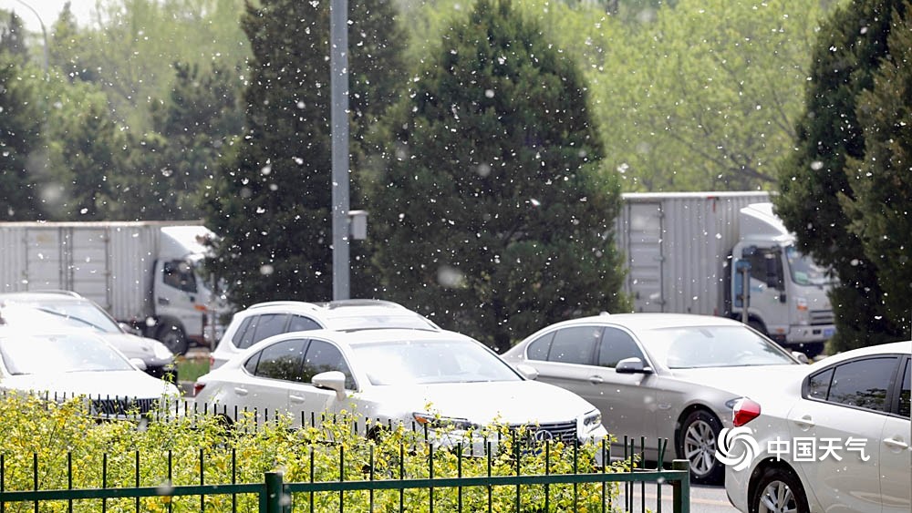 北京天气温暖杨柳絮纷飞