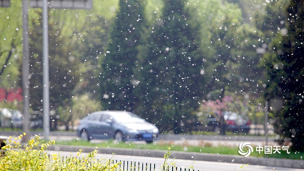 北京天气温暖杨柳絮纷飞