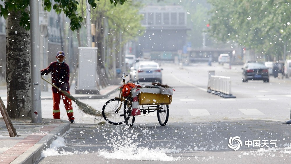 北京天气温暖杨柳絮纷飞