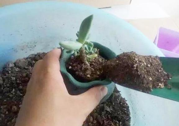 给多肉浇水总犯错?将淘米水一改造,既能补水又能添营养