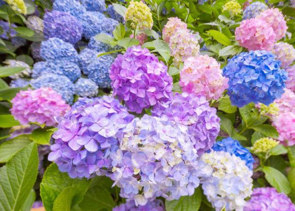 日本6月盛开的 紫阳花 和 花菖蒲 的观赏地点推荐 腾讯新闻