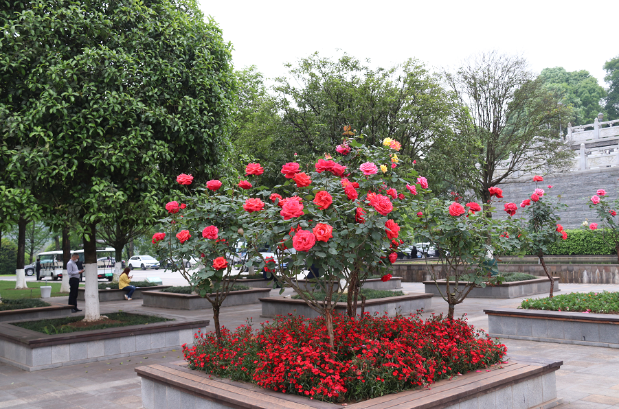 重庆园博园200株花朵硕大色彩艳丽的树状月季盛放
