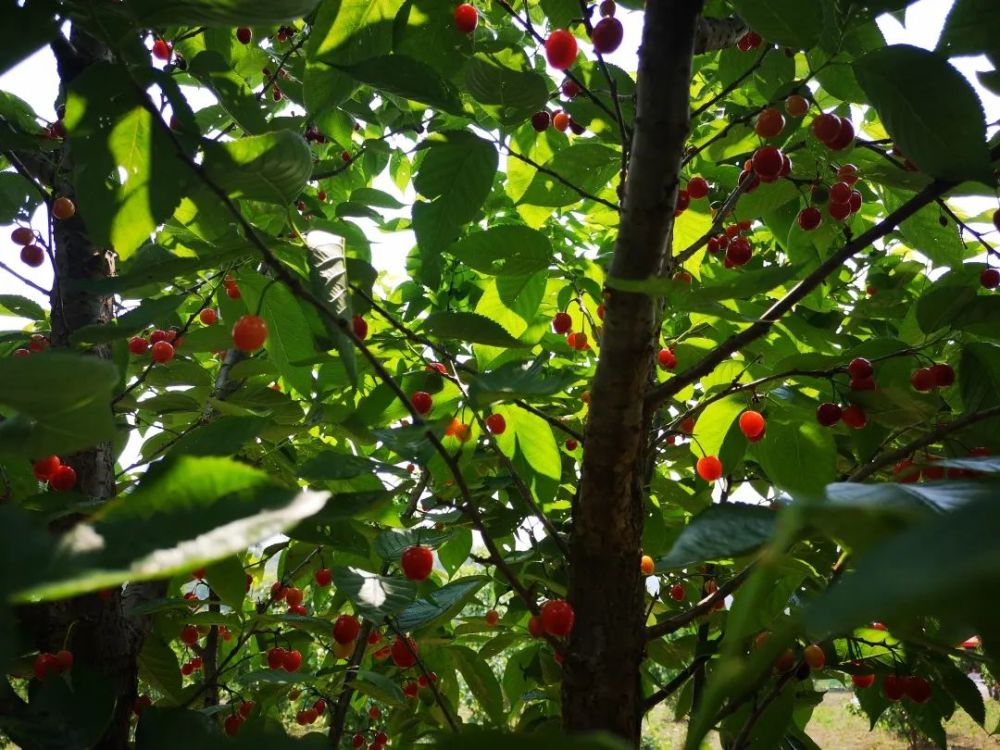 镇宁马厂茂良村用产业扶贫的成果樱桃向抗疫战士致敬