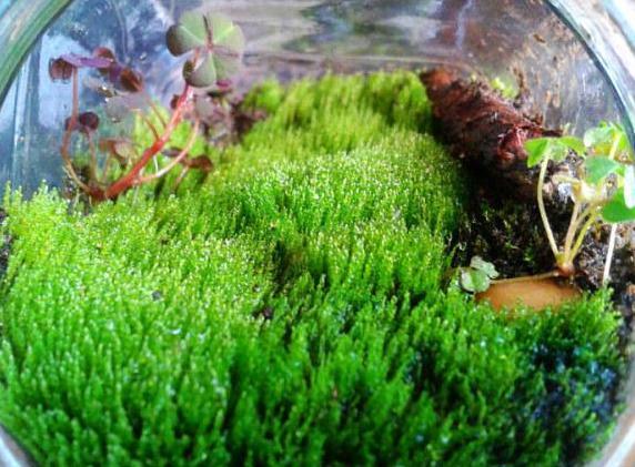 想要制造微观盆景苔藓 2个小方法 专业人士教你正确 点苔 盆景 苔藓 花卉