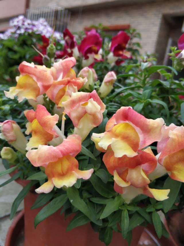 金鱼草一开一大串花,风一吹宛如锦鲤游动,关键是花色能挑花眼!