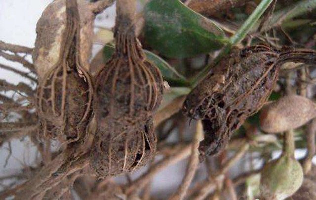 根腐病|花生软腐烂根病怎么用药？黄叶死苗如何预防？根腐病处理方法！