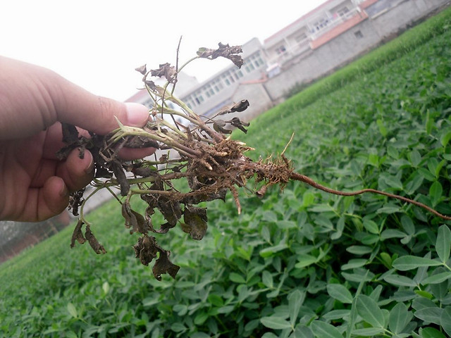 花生软腐烂根病怎么用药?黄叶死苗如何预防?根腐病处理方法!