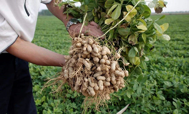 根腐病|花生软腐烂根病怎么用药？黄叶死苗如何预防？根腐病处理方法！