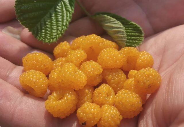 林间,乡村路旁看到拥簇着的蔷薇科植物,上面结满了黄色的栽秧泡的果实