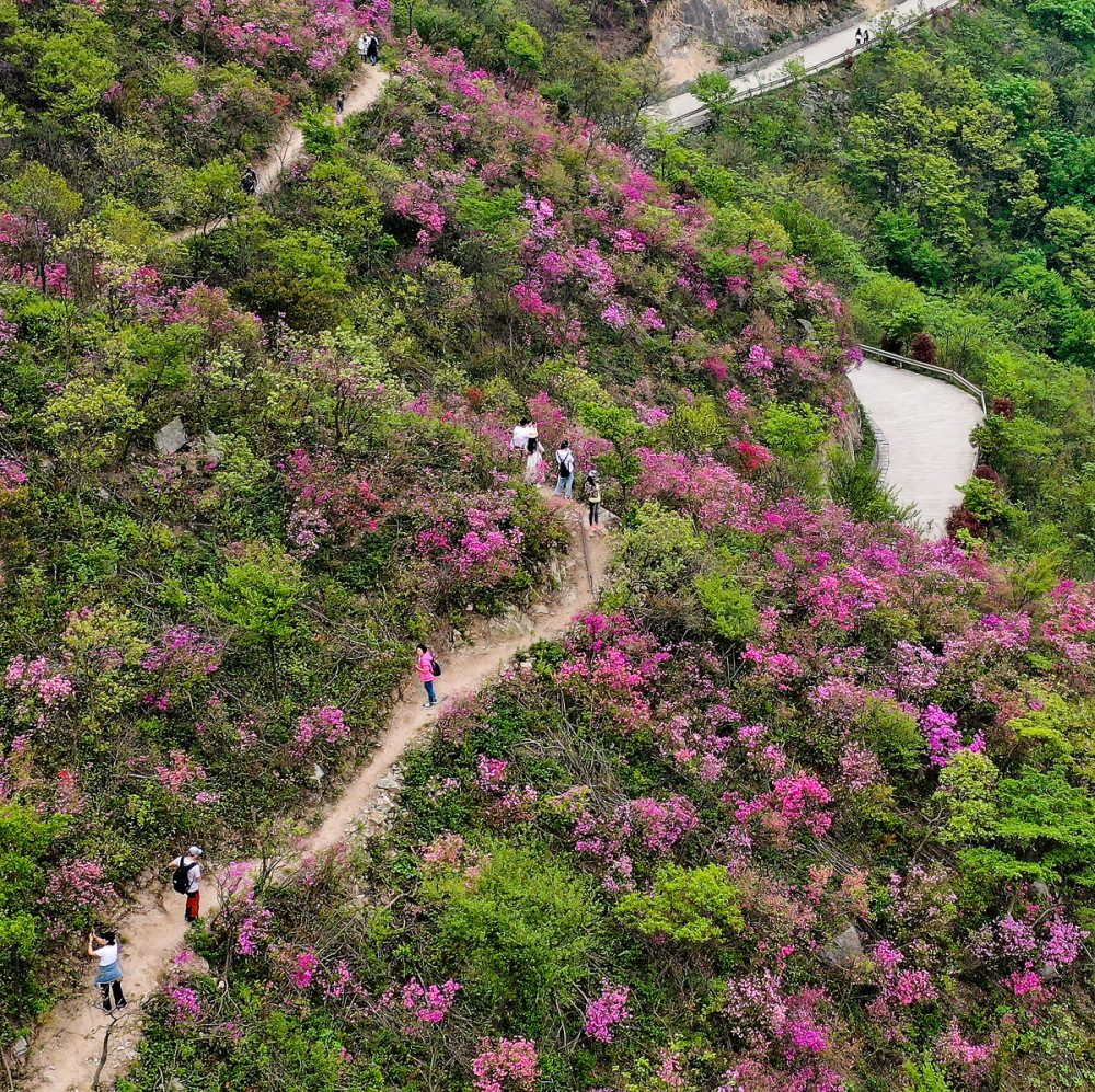 今天(18日)上午,奉化区西坞街道杜鹃花文化节在海拔662米的金峨山举行