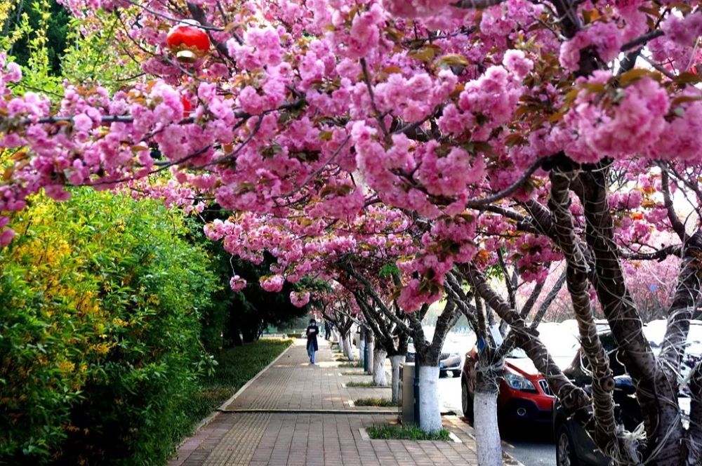 灿若云霞城阳双樱开满城