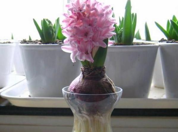 此花是多年草本 球根 植物 又叫五色水仙 玻璃瓶水培忒好看 水培 水仙 花盆 风信子