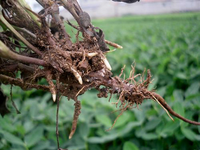 西瓜种植遇到根腐病应该怎么办西瓜根腐用什么药西瓜根腐病用药根小子