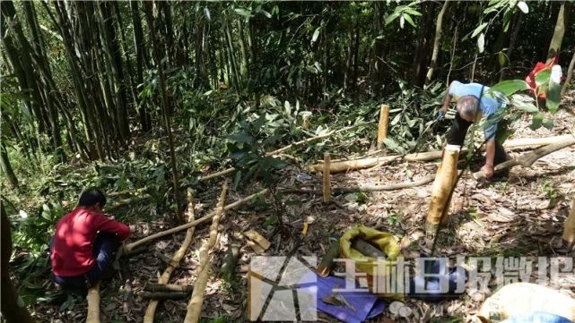 这段时间，容县这个村的村民纷纷上山给树剥皮，怎么回事？_腾讯新闻