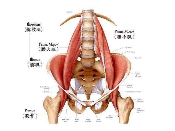 屈髋肌群图解图片