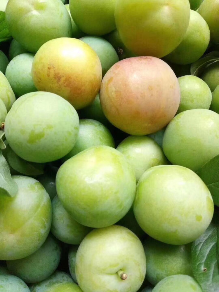 "三月李"熟了,酸甜脆爽的味道,让人念念不忘!