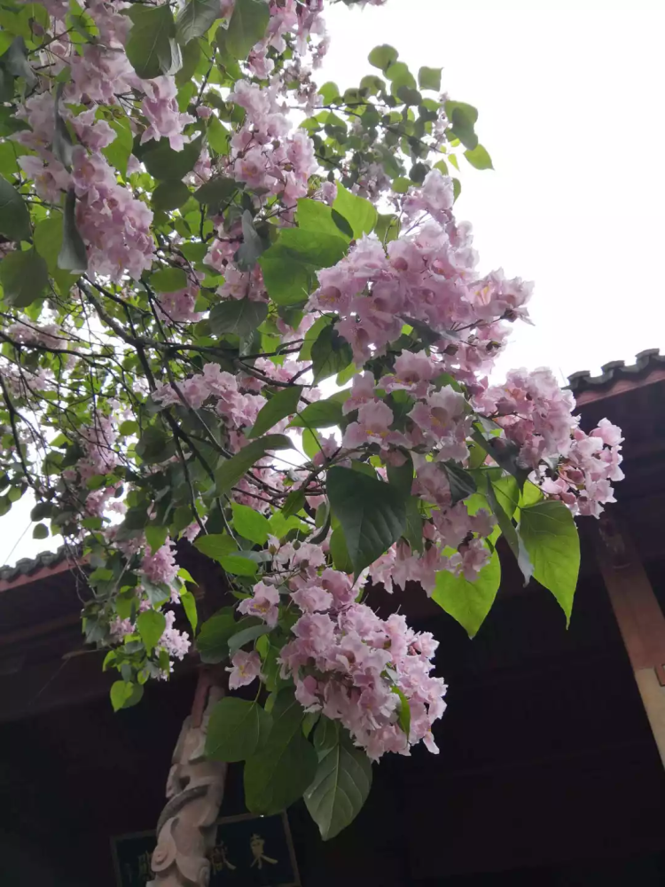 杭州 最美古树 具体位置我们帮你找到了 腾讯新闻