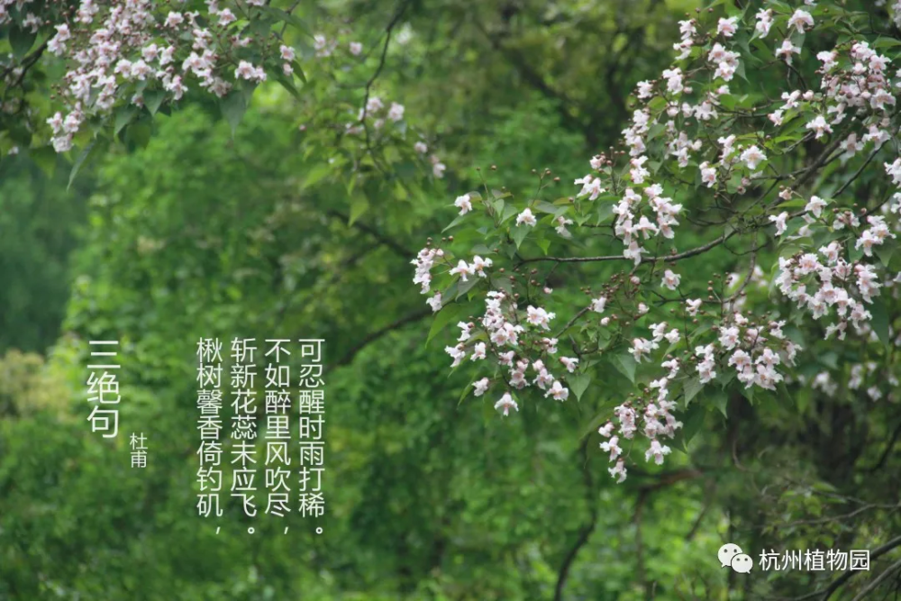 杭州 最美古树 具体位置我们帮你找到了 腾讯新闻